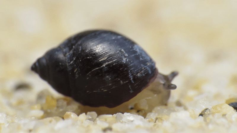 Hollow-shelled, Ear-shaped, and Button Snails