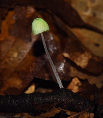 Mycena perlae