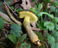 Retiboletus flavoniger