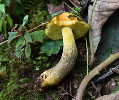 Retiboletus flavoniger