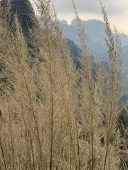 Muhlenbergia lindheimeri