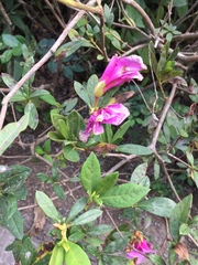 Rhododendron pulchrum phoeniceum