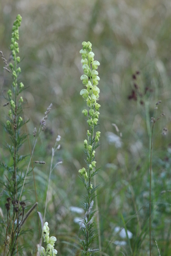 Yellow Monkshood (Aconitum anthora)