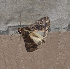 Condica albigera