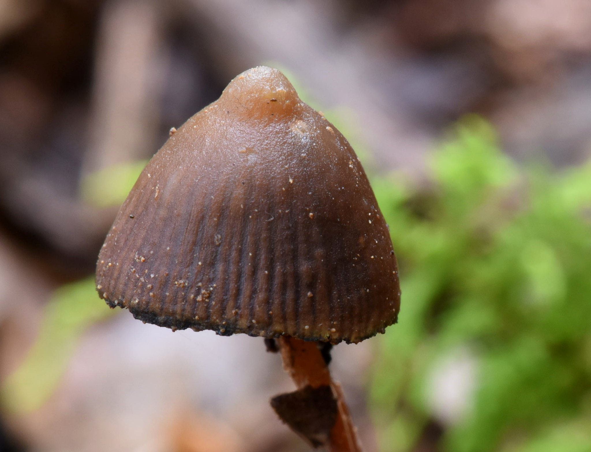 Psilocybe banderillensis image