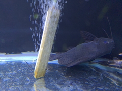 Synodontis