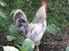 Gallus gallus domesticus