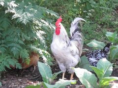 Gallus gallus domesticus