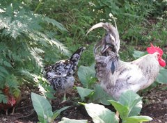 Gallus gallus domesticus