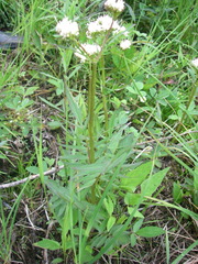 Valeriana uliginosa