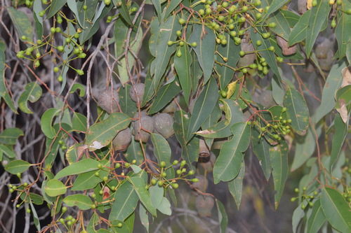 Corymbia calophylla