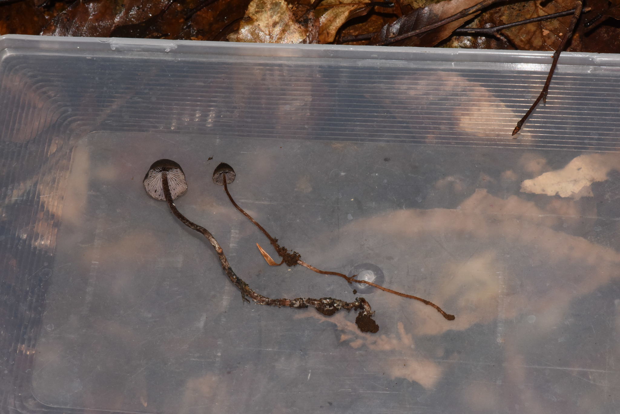 Psilocybe fagicola image