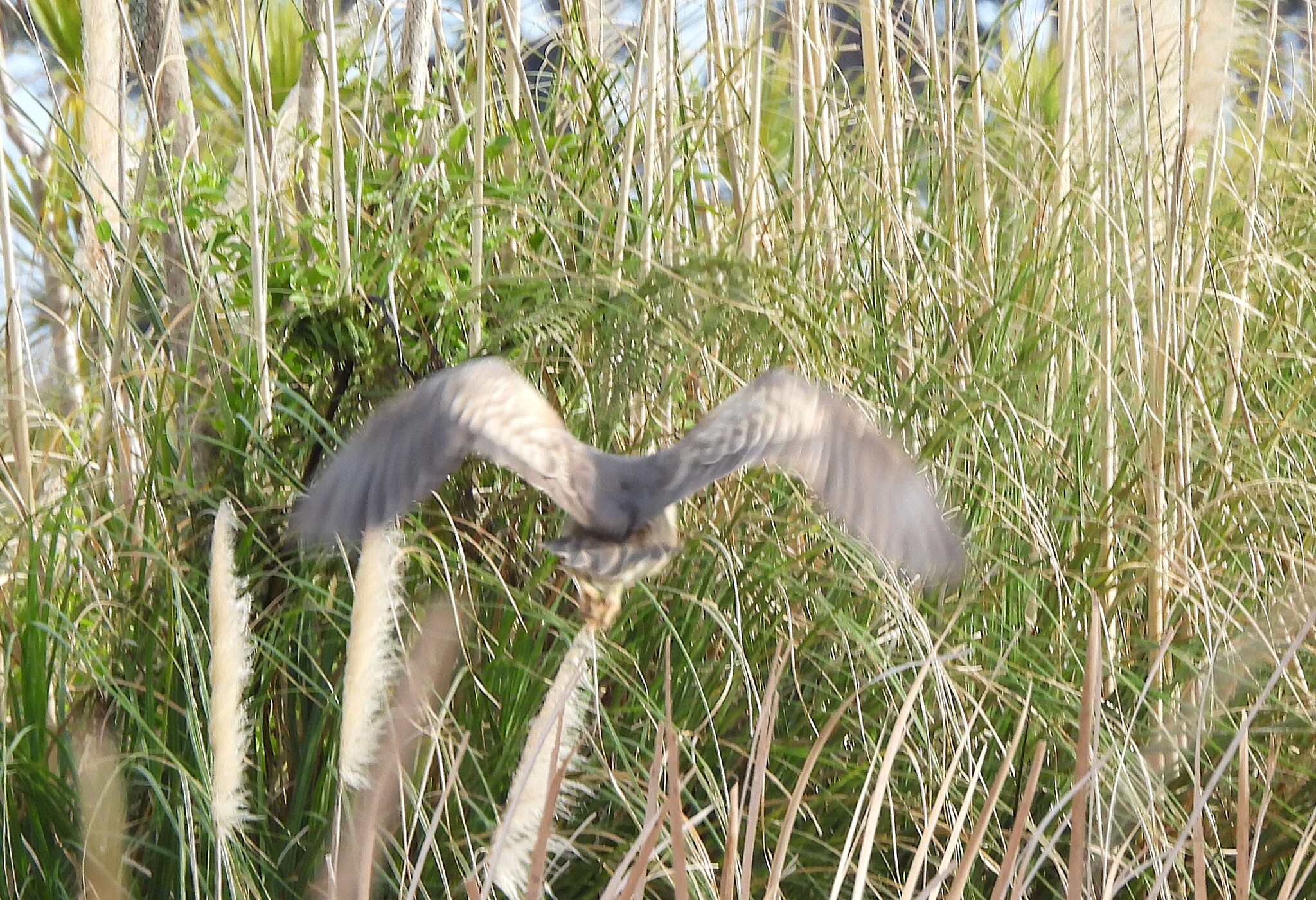 Australasian Bittern (Botaurus poiciloptilus), photo 1