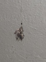 Zosis geniculata