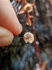 Paragymnopus sequoiae