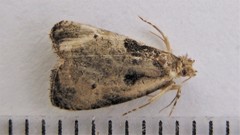 Olethreutes punctanum