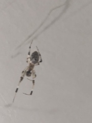 Zosis geniculata