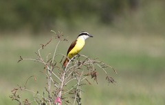 Pitangus sulphuratus
