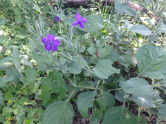 Ruellia occidentalis