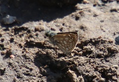 Dardarina dardaris
