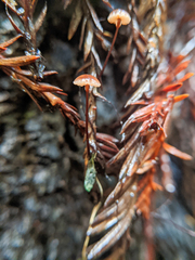 Paragymnopus sequoiae