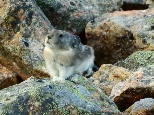 Collared Pika
