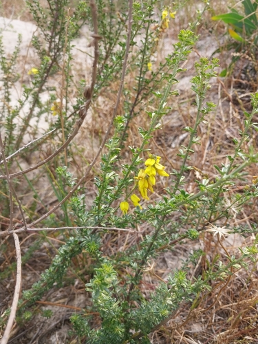 Willow Pennypea (Wiborgia obcordata)