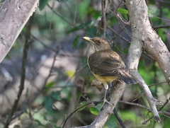 Turdus grayi