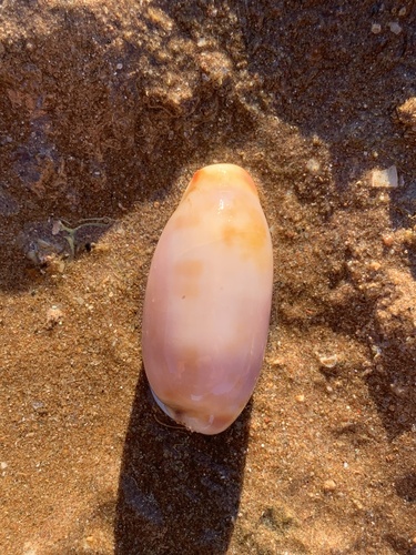Erronea cylindrica sowerbyana observed 2025-10-06