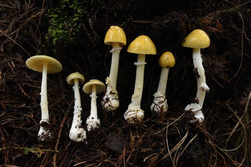 Cottony Volva Amanita
