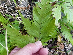 Pteris microptera