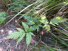 Pteris microptera