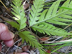 Pteris microptera