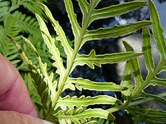 Pteris microptera