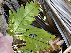 Pteris microptera