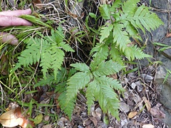 Pteris microptera