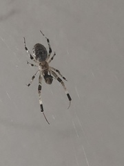 Zosis geniculata