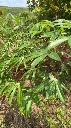 Cassava