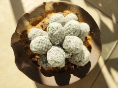 Mammillaria herrerae