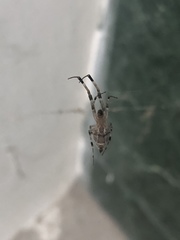 Zosis geniculata