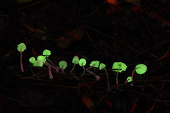 Mycena perlae