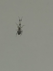 Zosis geniculata