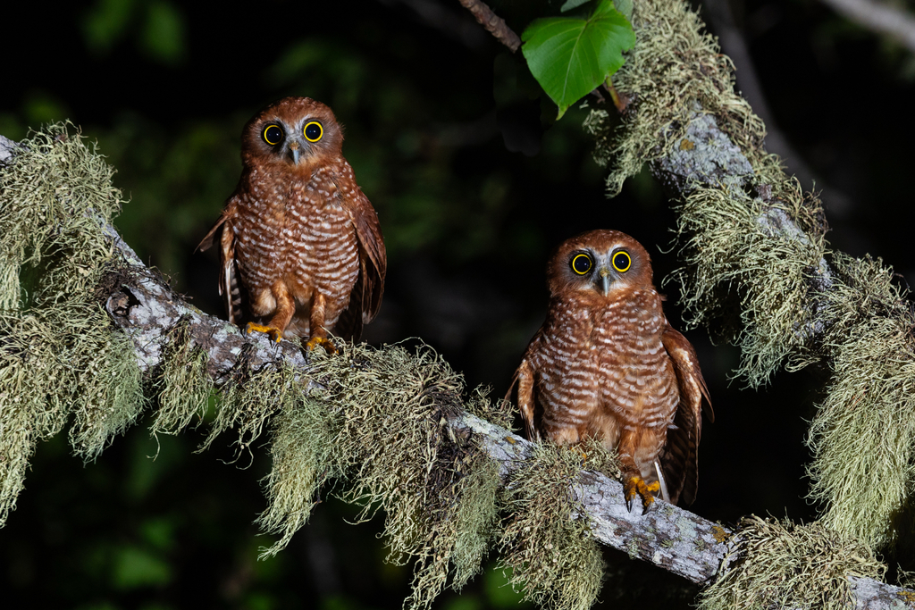 Christmas Island Boobook (Ninox natalis) photo