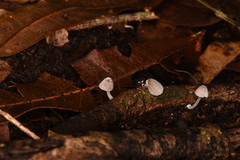 Mycena perlae