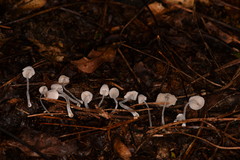 Mycena perlae