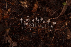 Mycena perlae