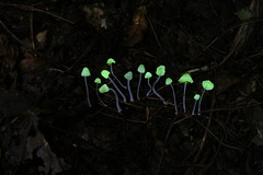 Mycena perlae