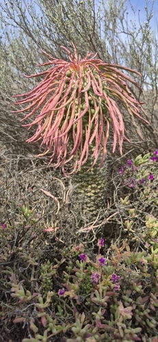 Euphorbia cylindrica