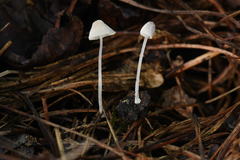 Mycena perlae