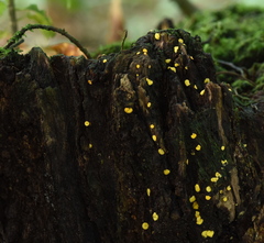 Chlorospleniaceae